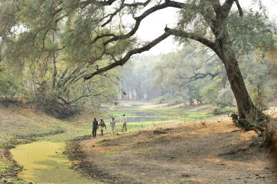 Bush Walks