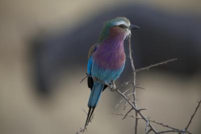 BIRD WATCHING