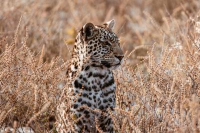 Game Drives