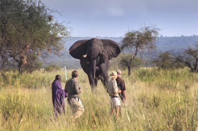 Animal Tracking