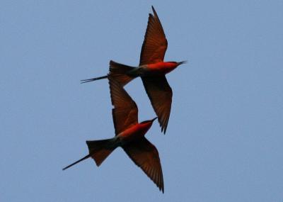 Birding