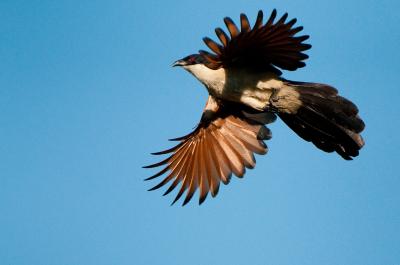 Birding