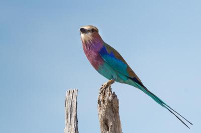 Bird Watching 