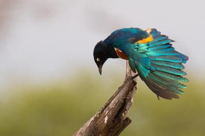 Bird Watching – Serengeti