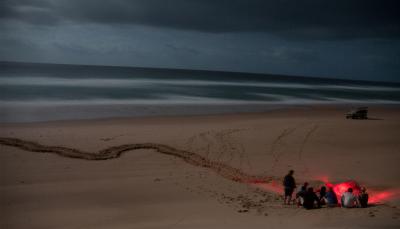 Turtle Nesting