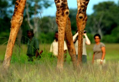 Walking Safaris