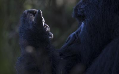 Exclusive Gorilla Tracking (Maximum 8 Guests)