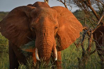 Morning Safari