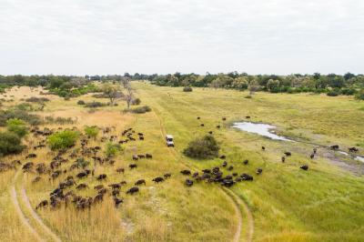 Game Drives