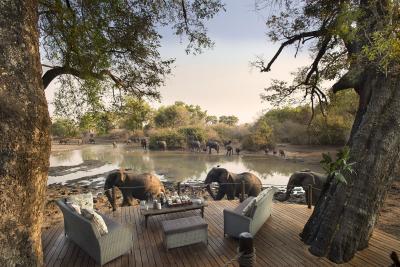 Armchair Safari