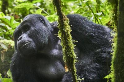 Gorilla Trekking