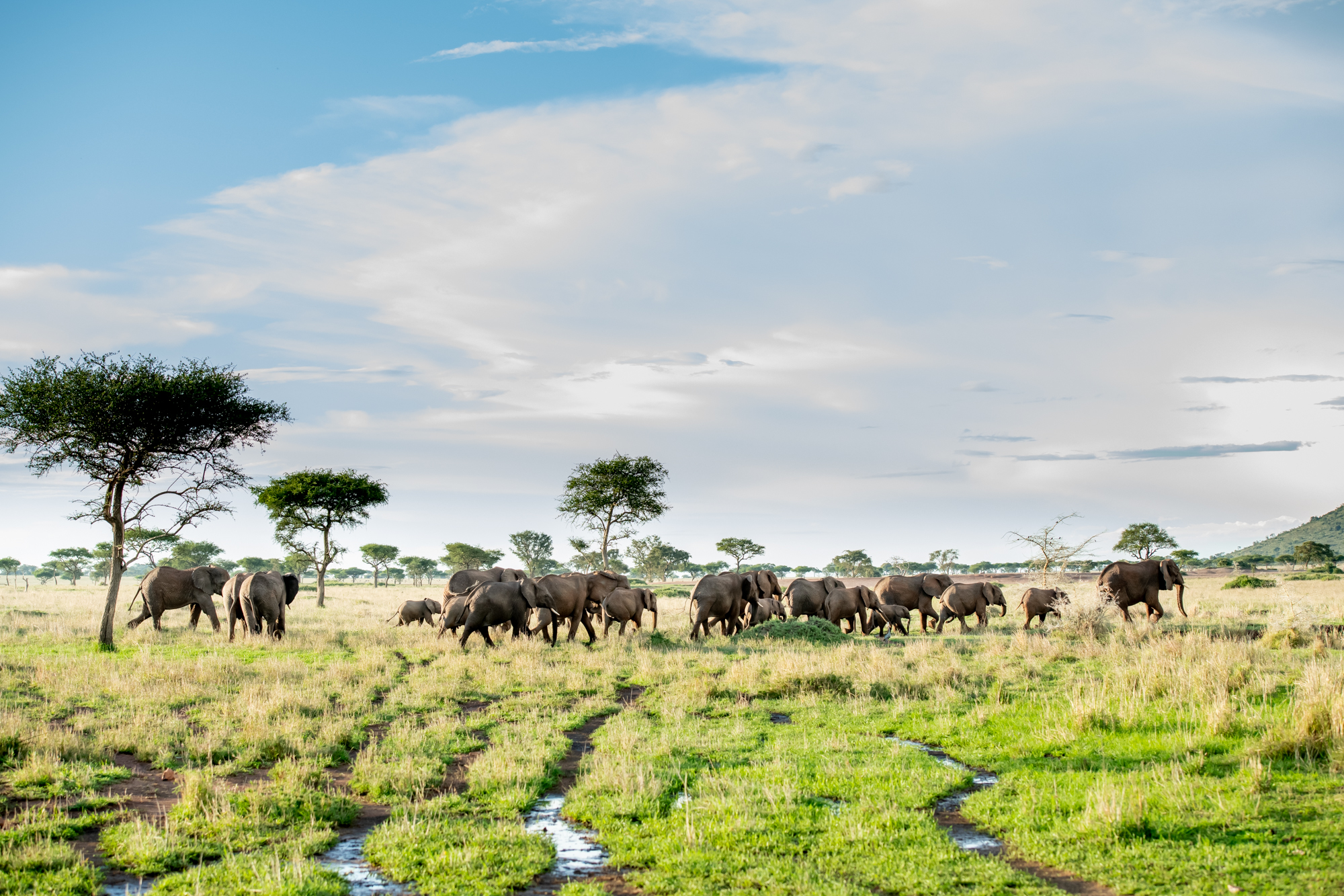 Singita grumeti reserve