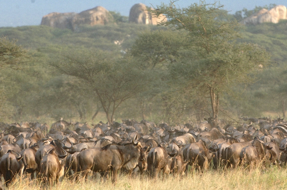 Serengeti Great Migration