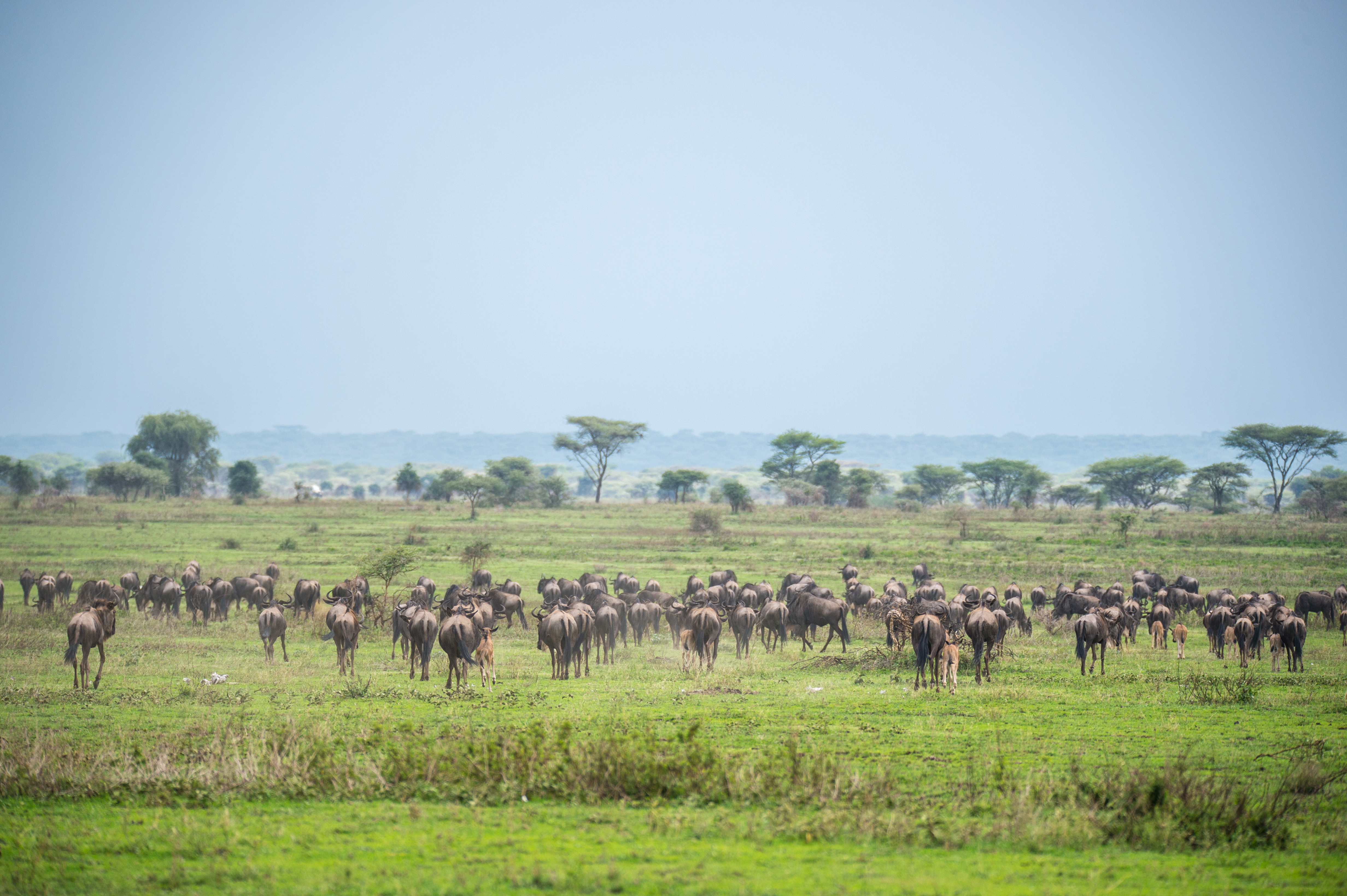 Serengeti Great Migration safari