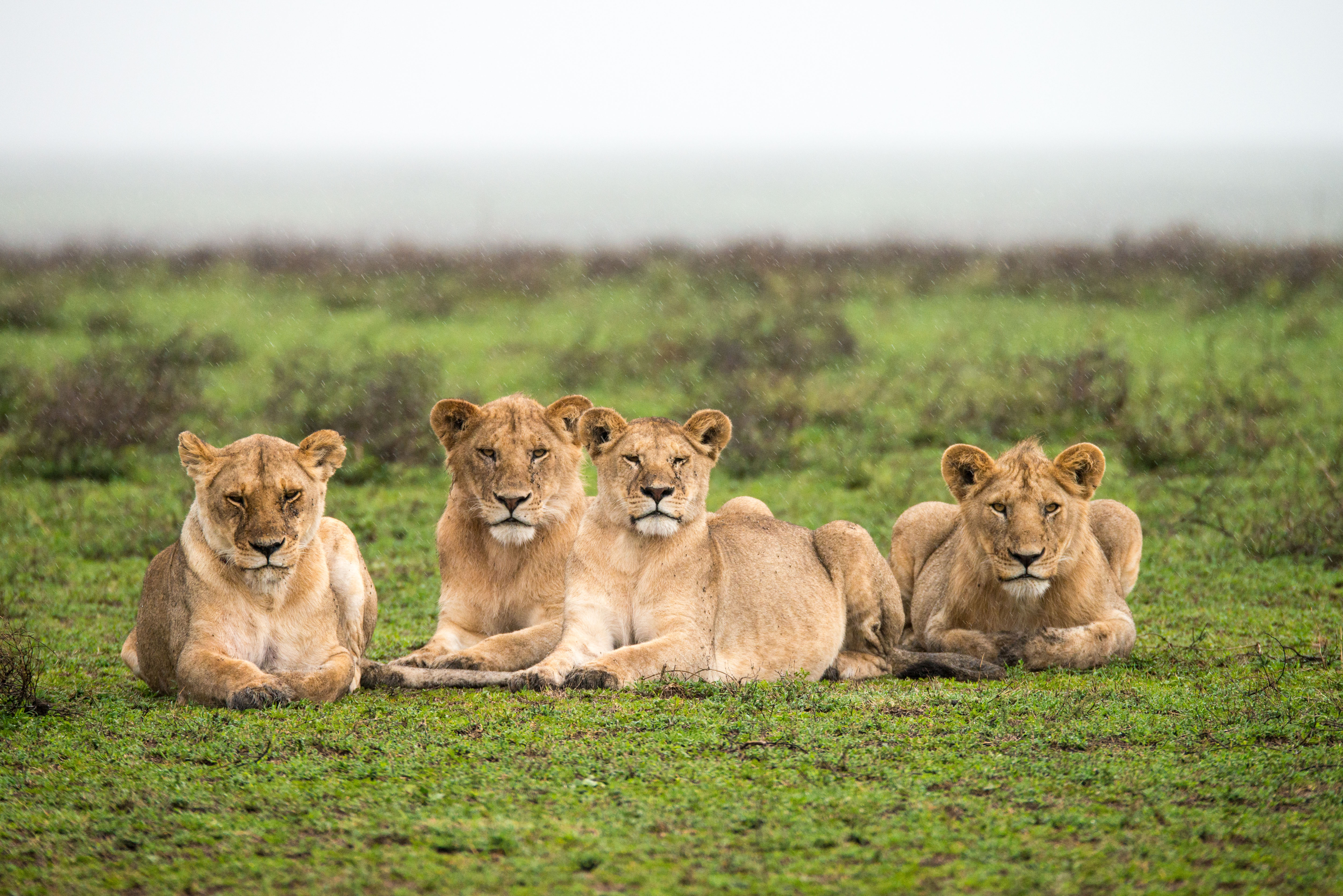Serengeti lions