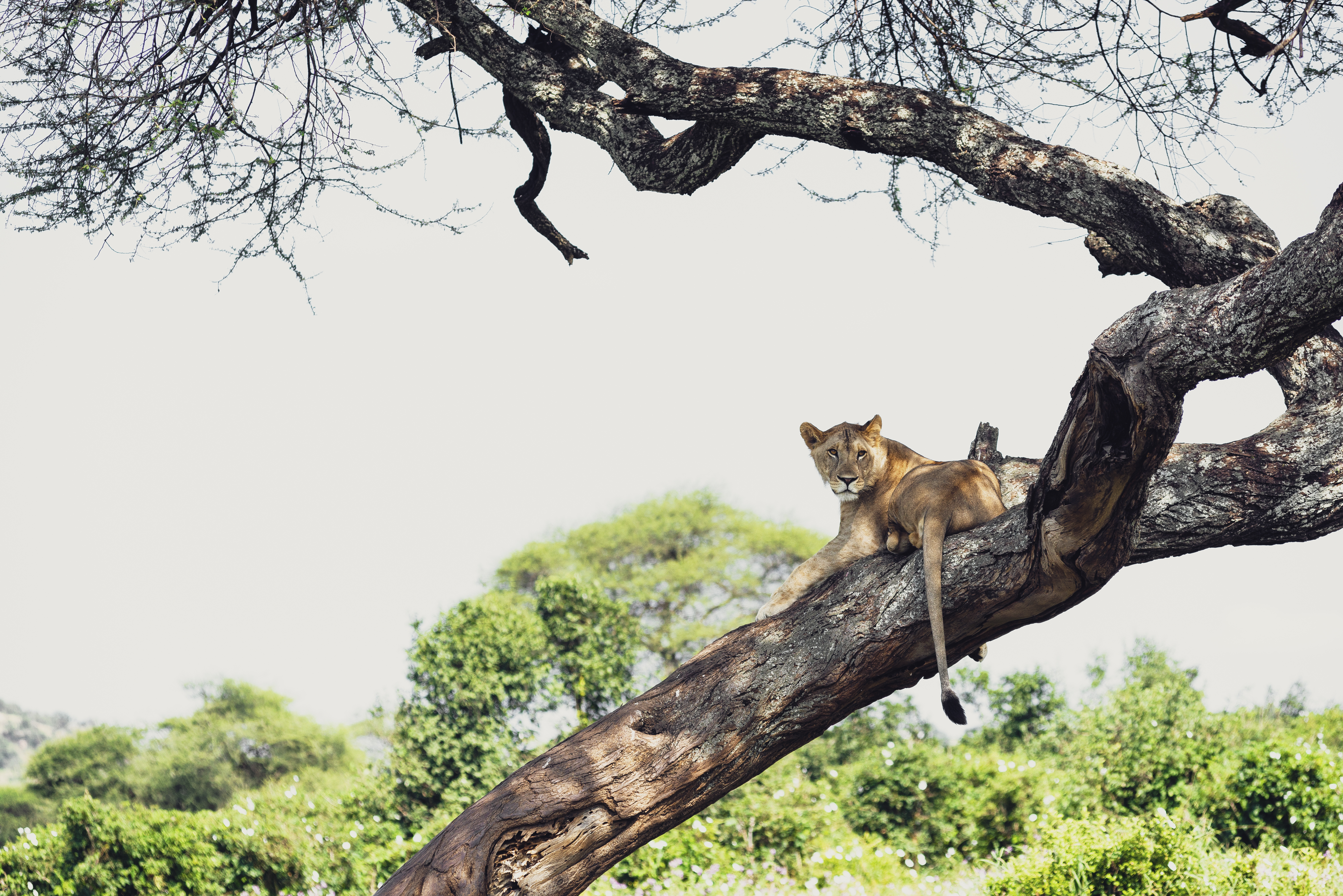 Swala Kusini, Tanzania