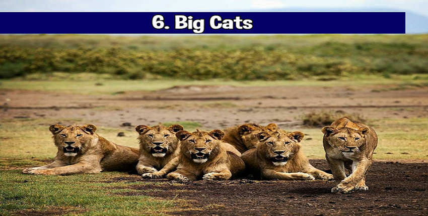 Big Cats
