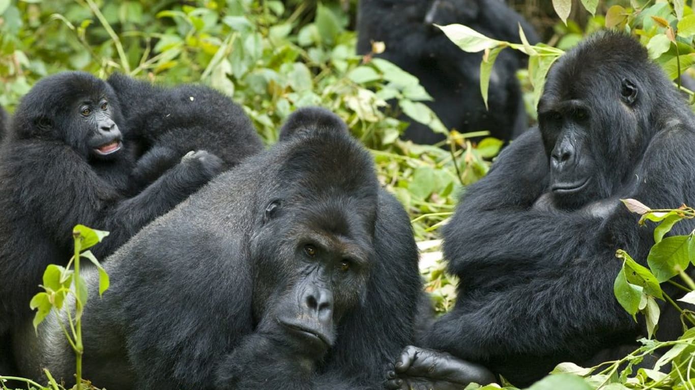 Rwanda Gorilla Trekking