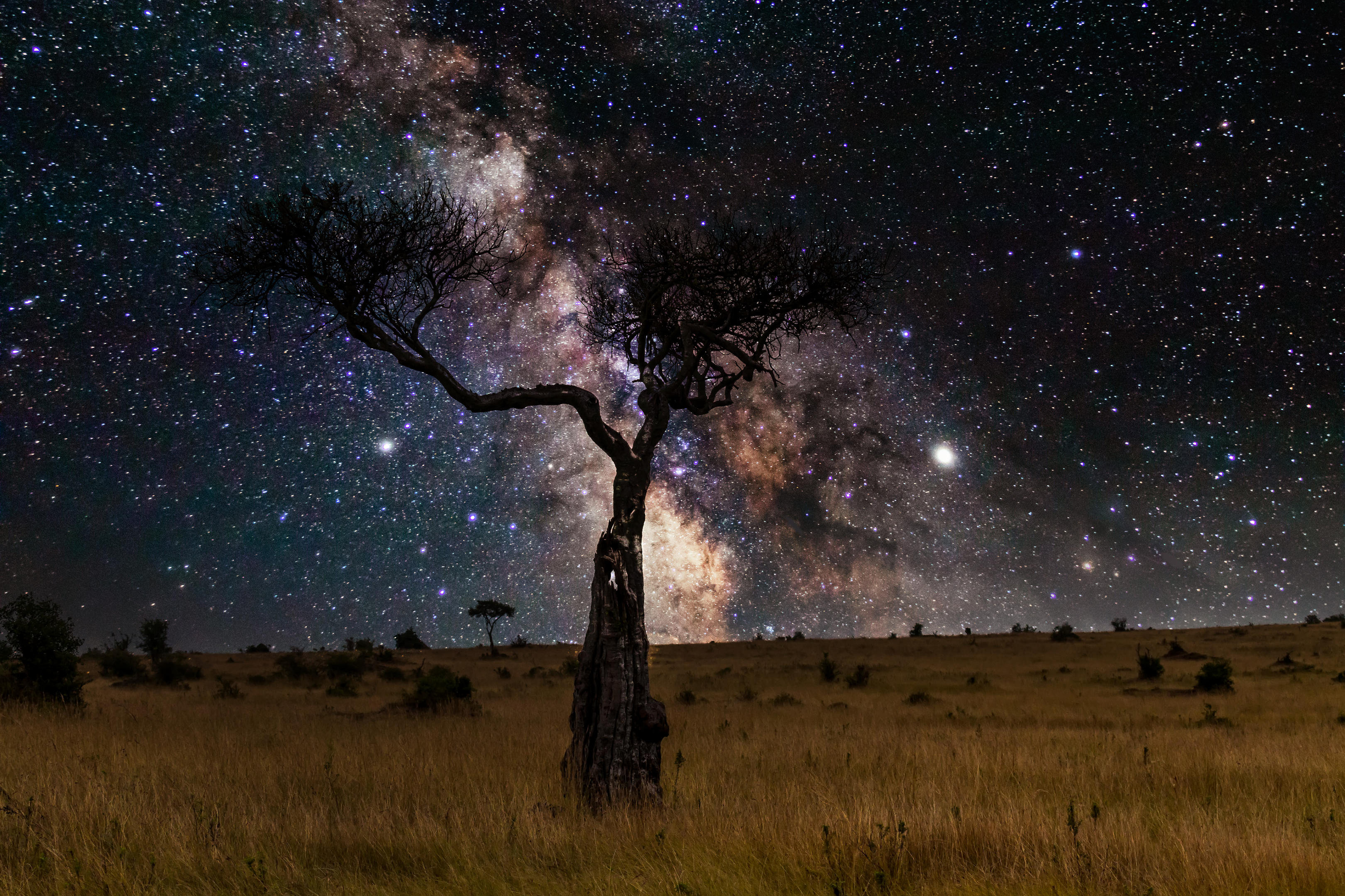Serengeti Safari