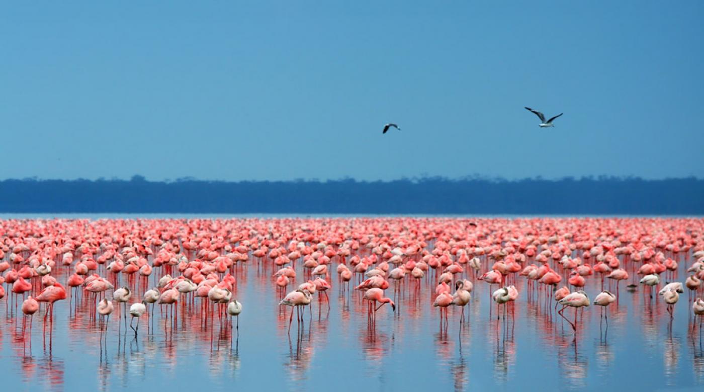 Lake Nakuru and Naivasha safaris