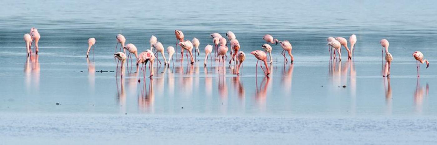 Lake Manyara National Park safaris