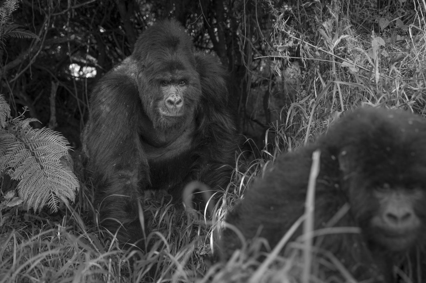 Mgahinga Gorilla National Park. safaris