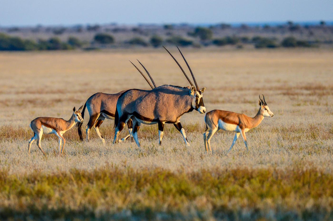 Central Kalahari Game Reserve safaris