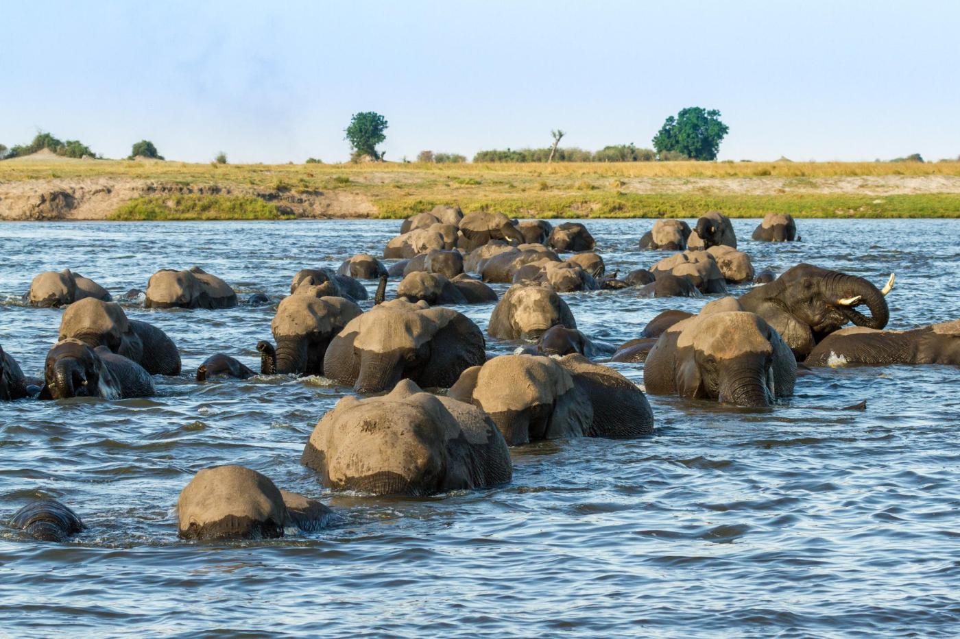 Chobe National Park safaris