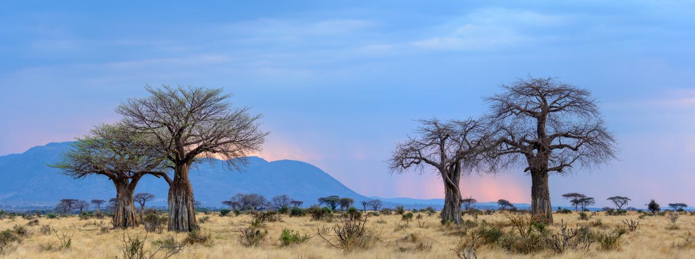 Ruaha National Park safaris