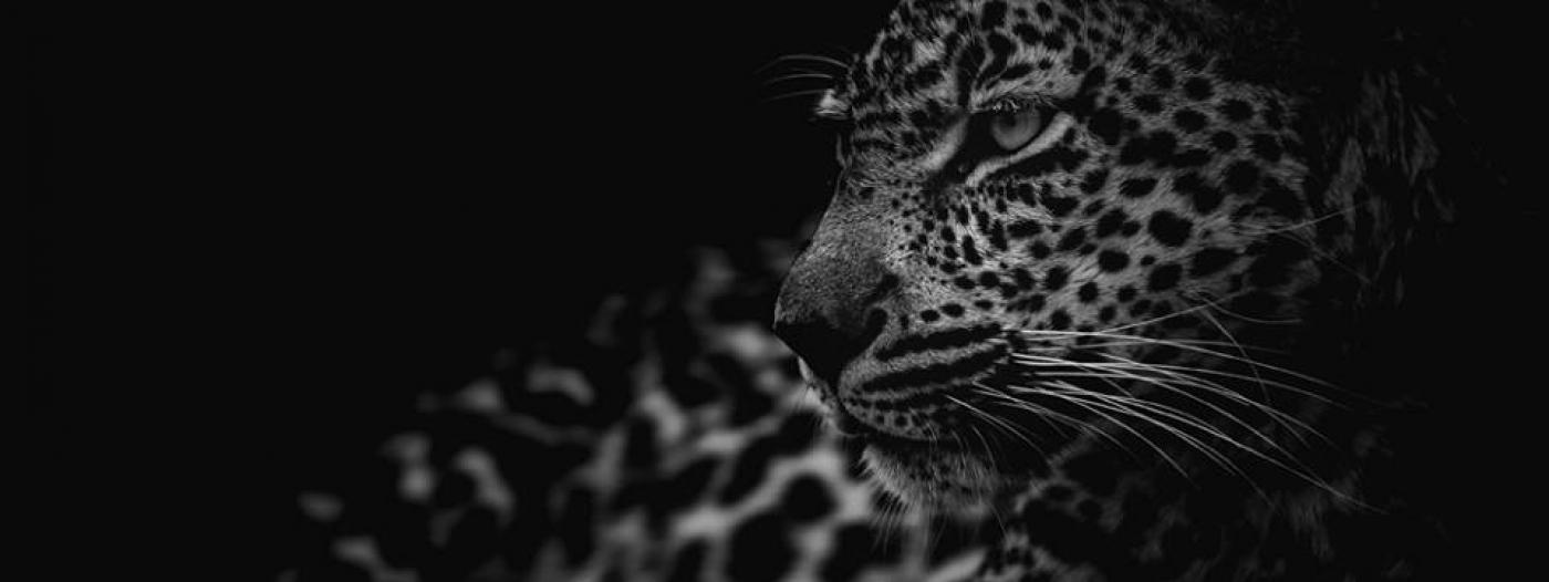 Nairobi safaris