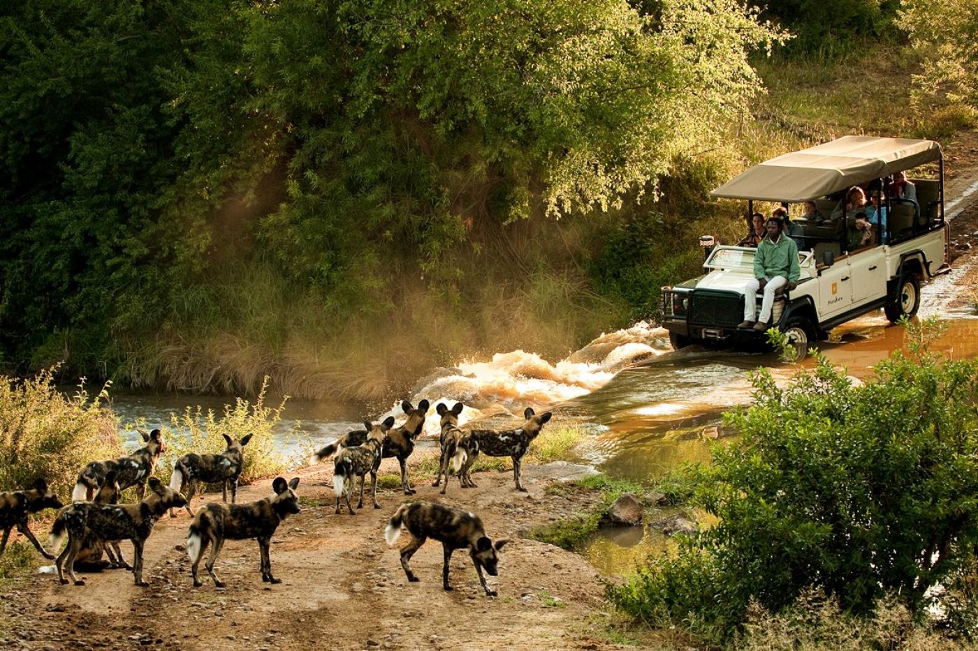 Madikwe safaris