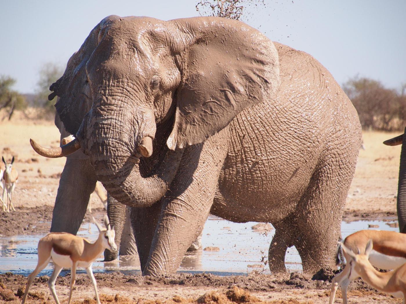 Nxai Pan National Park safaris