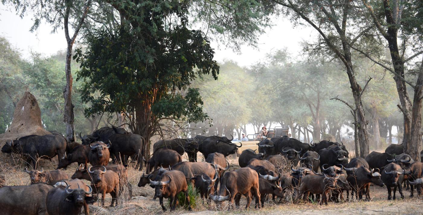 Lower Zambezi National Park safaris