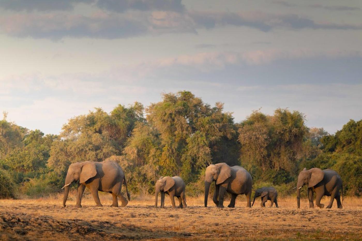 South Luangwa National Park safaris