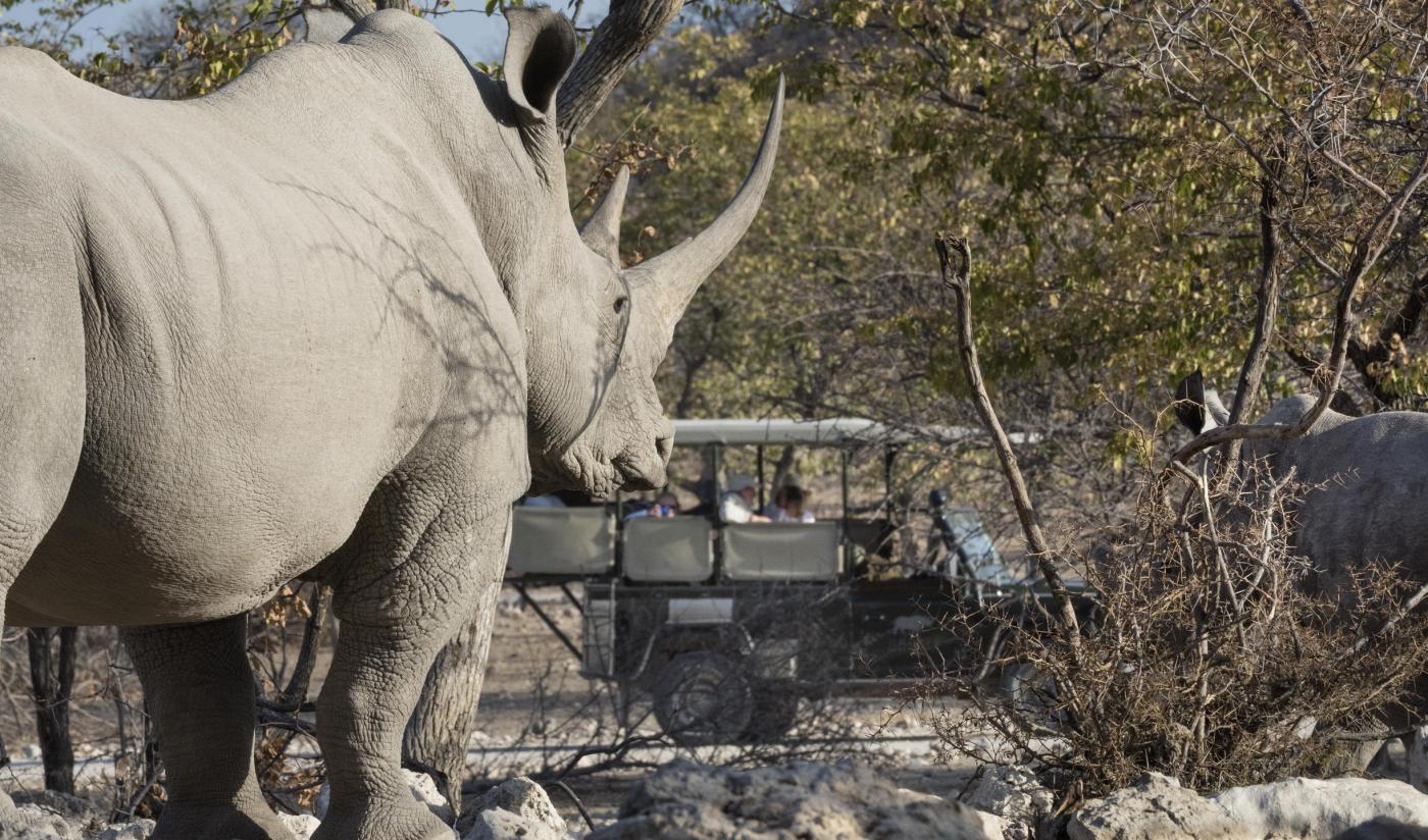 Etosha National Park safaris