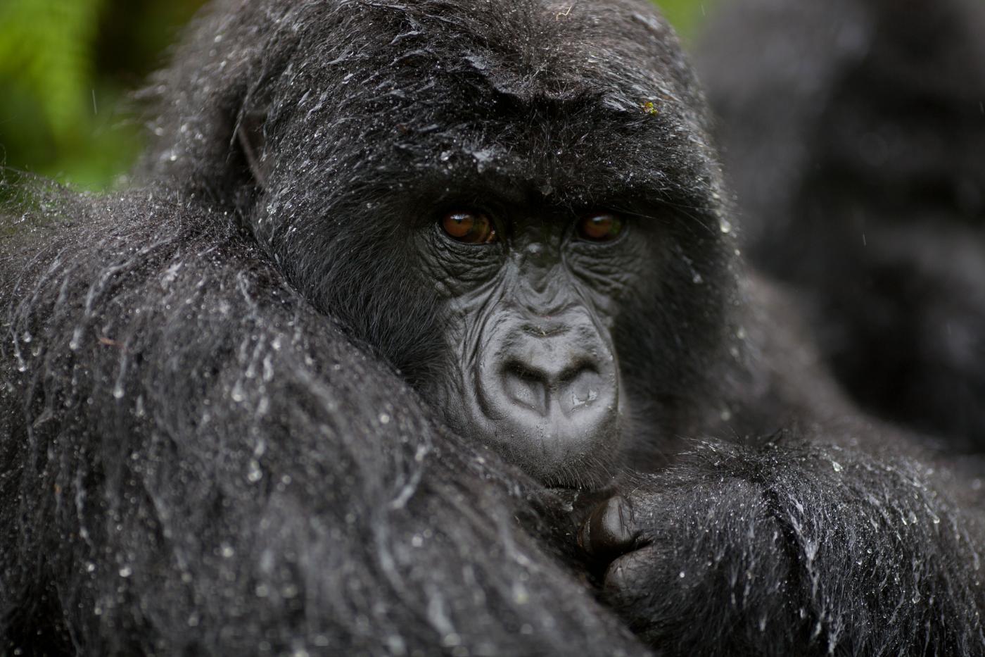 Bwindi Impenetrable National Park safaris
