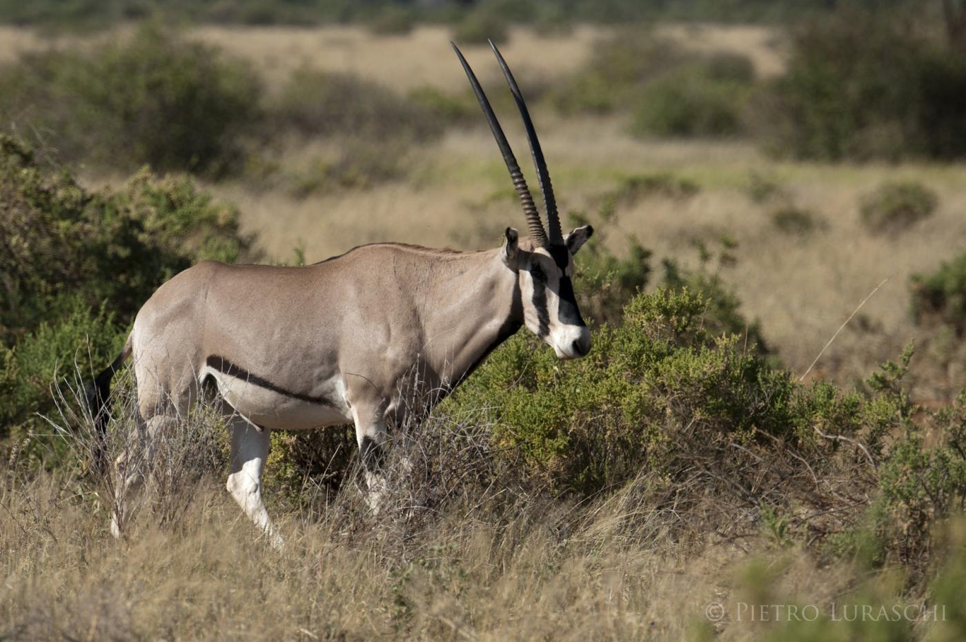 Tsavo East National Park safaris