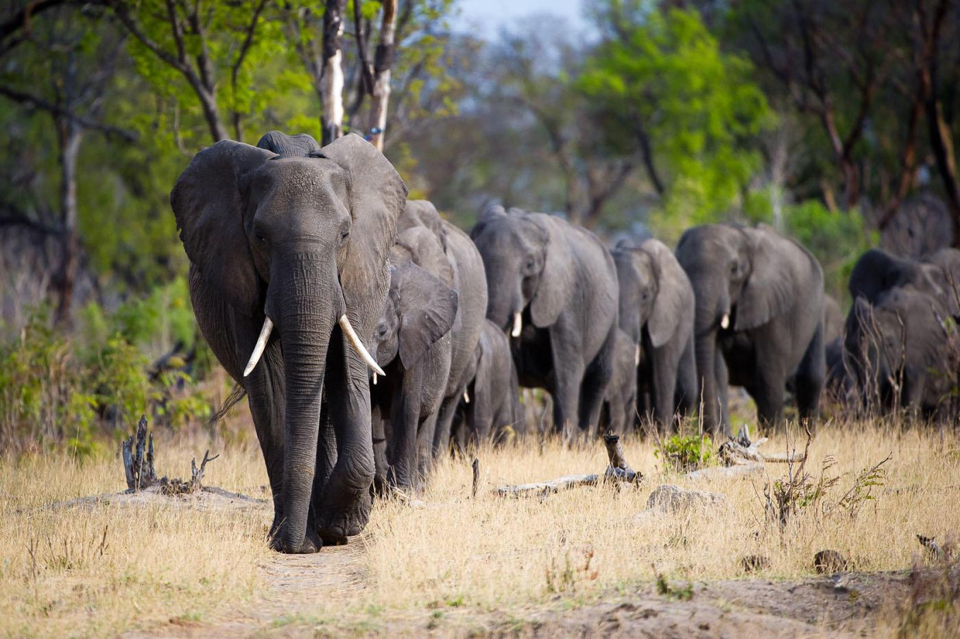 Hwange National Park  safaris