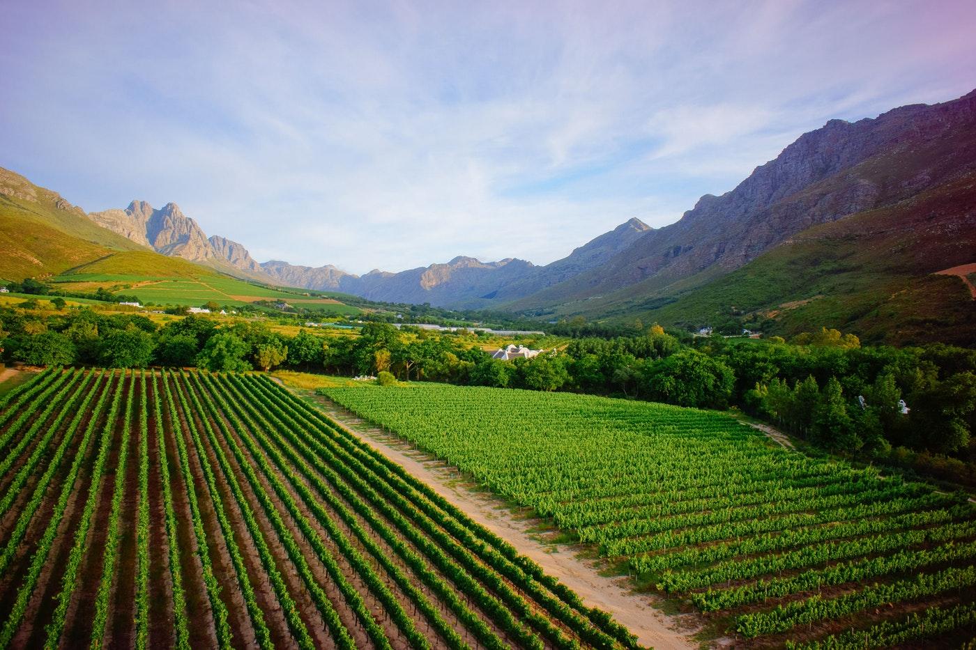 Cape Winelands safaris