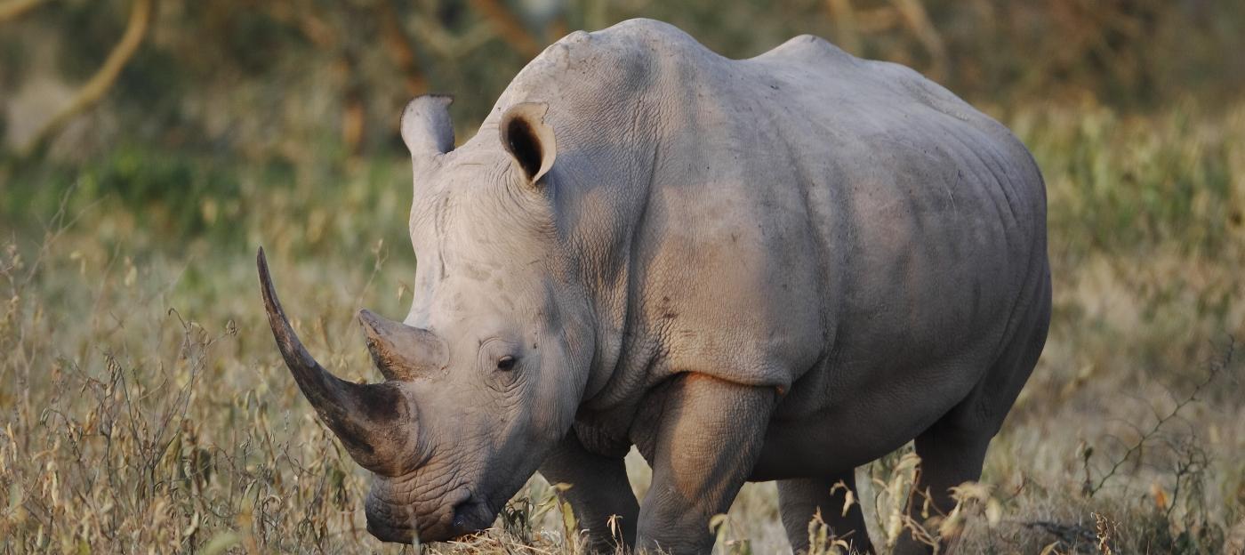 Meru National Park safaris