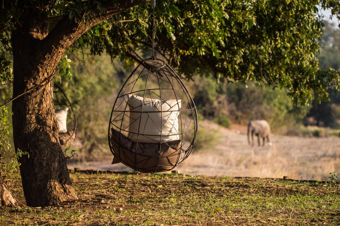 Mana Pools National Park safaris