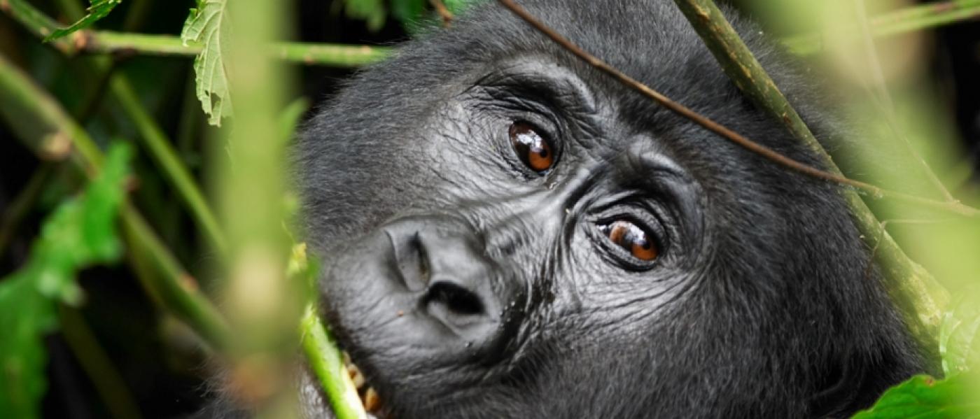 Uganda safaris
