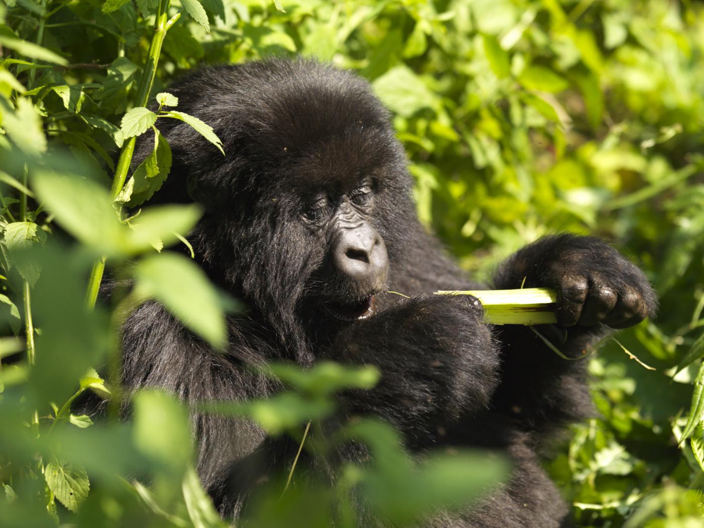 Rwanda safaris