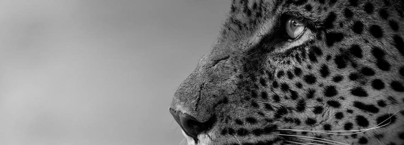 Tanzania safaris