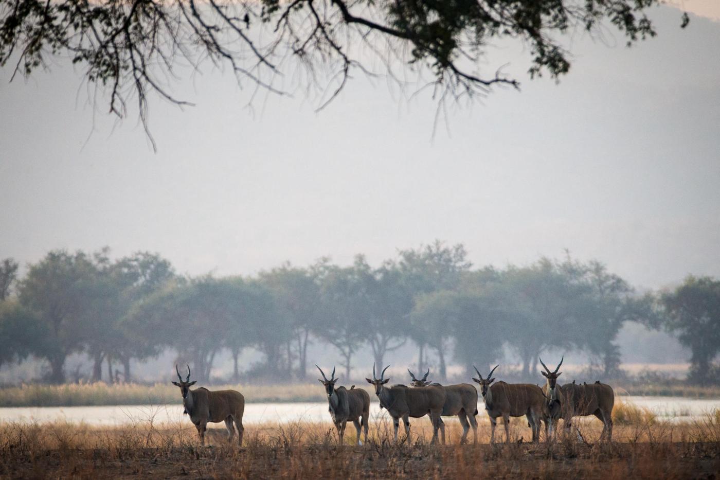 Tailor-made Zimbabwe safari