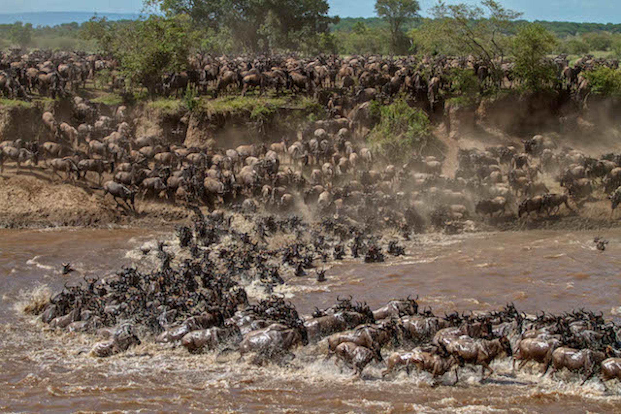 Bespoke Great Migration Safari 