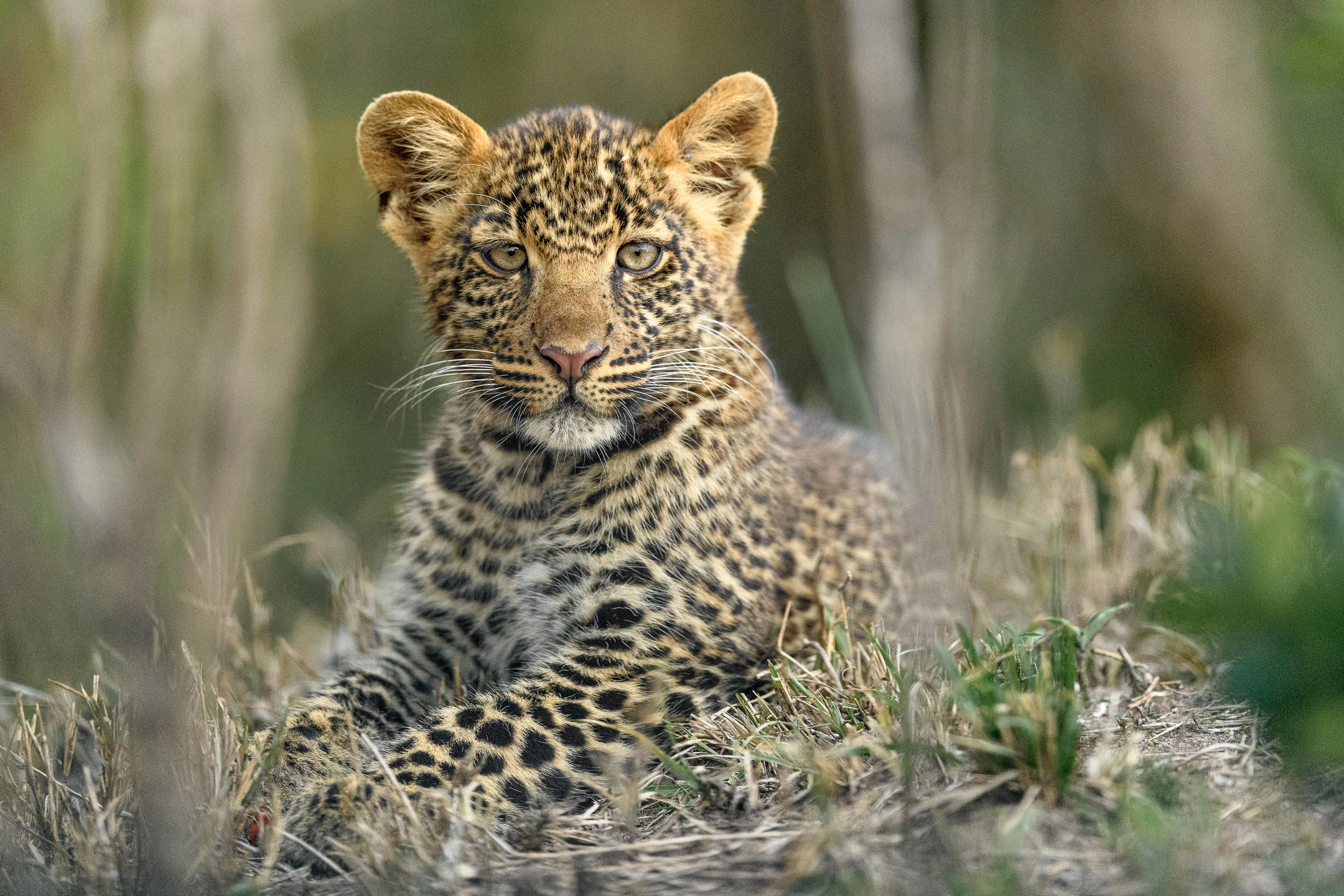 Kenya vs South Africa Safari: How to Choose