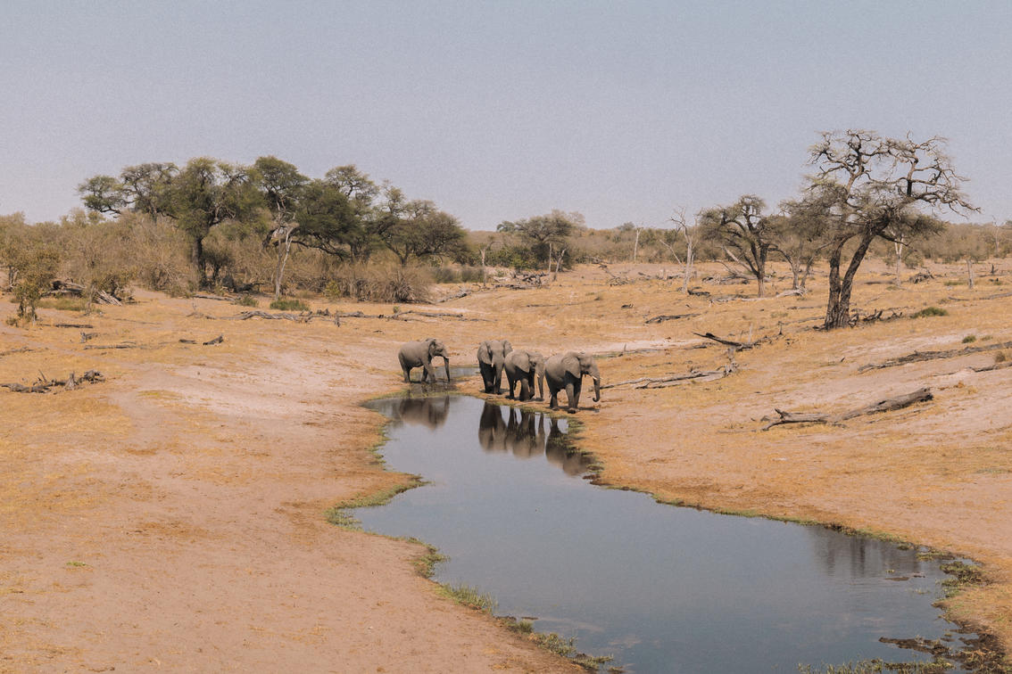 Wild elephants on a Tanzania safari tour.
