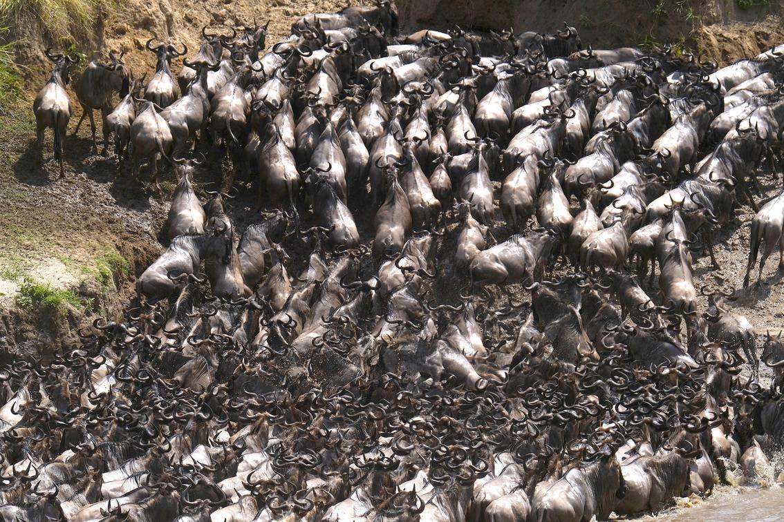 Wildebeest river crossing on a Tanzania safari.