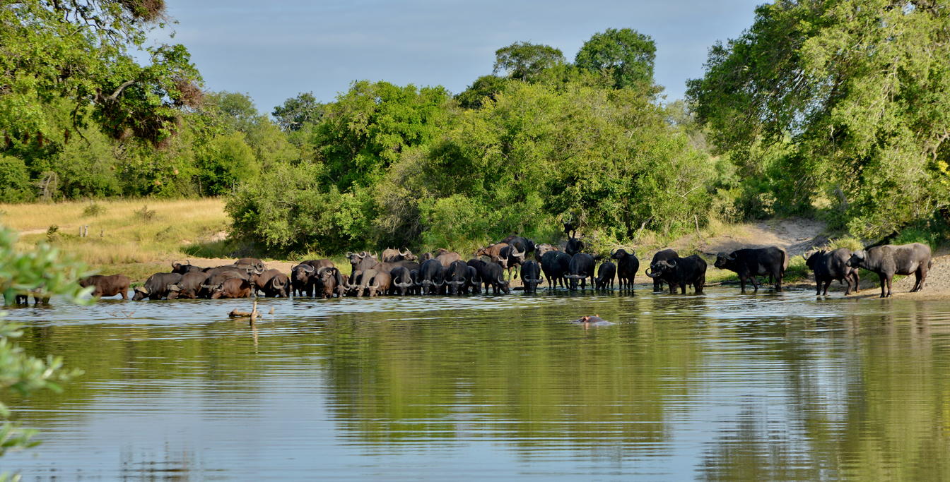 Buffalo herd at river in Kruger Park
